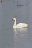 Tundra Swan, Cygnus columbianus