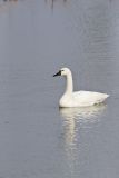 Tundra Swan, Cygnus columbianus
