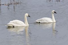Tundra Swan, Cygnus columbianus