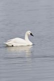 Tundra Swan, Cygnus columbianus