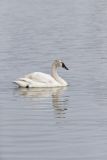 Tundra Swan, Cygnus columbianus