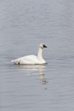 Tundra Swan, Cygnus columbianus