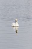 Tundra Swan, Cygnus columbianus