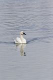 Tundra Swan, Cygnus columbianus