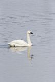 Tundra Swan, Cygnus columbianus