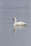 Tundra Swan, Cygnus columbianus