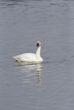 Tundra Swan, Cygnus columbianus