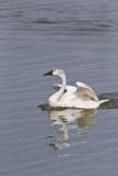 Tundra Swan, Cygnus columbianus