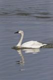 Tundra Swan, Cygnus columbianus