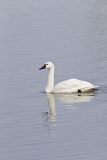 Tundra Swan, Cygnus columbianus
