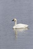 Tundra Swan, Cygnus columbianus