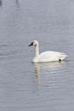 Tundra Swan, Cygnus columbianus