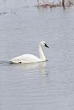 Tundra Swan, Cygnus columbianus