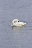 Tundra Swan, Cygnus columbianus