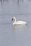 Tundra Swan, Cygnus columbianus