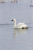 Tundra Swan, Cygnus columbianus