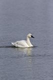 Tundra Swan, Cygnus columbianus