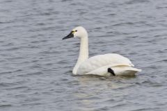 Tundra Swan, Cygnus columbianus