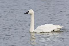 Tundra Swan, Cygnus columbianus