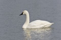 Tundra Swan, Cygnus columbianus