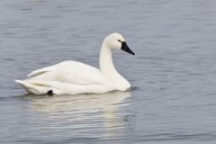 Tundra Swan, Cygnus columbianus