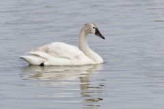 Tundra Swan, Cygnus columbianus