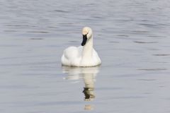 Tundra Swan, Cygnus columbianus