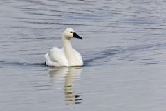 Tundra Swan, Cygnus columbianus
