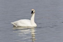 Tundra Swan, Cygnus columbianus