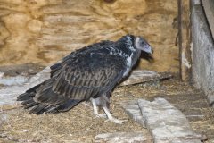 Turkey Vulture, Cathartes aura