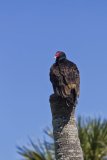 Turkey Vulture, Cathartes aura
