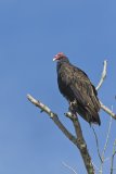 Turkey Vulture, Cathartes aura