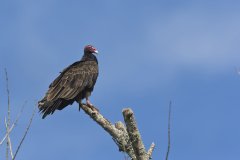Turkey Vulture, Cathartes aura