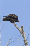 Turkey Vulture, Cathartes aura