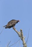 Turkey Vulture, Cathartes aura