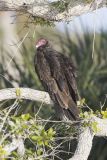 Turkey Vulture, Cathartes aura