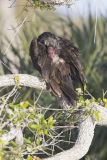 Turkey Vulture, Cathartes aura
