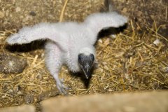 Turkey Vulture, Cathartes aura