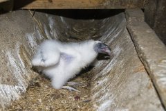 Turkey Vulture, Cathartes aura