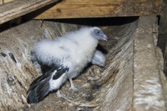 Turkey Vulture, Cathartes aura
