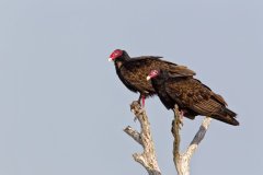 Turkey Vulture, Cathartes aura