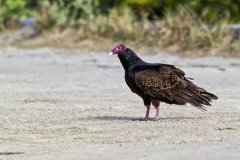 Turkey Vulture, Cathartes aura