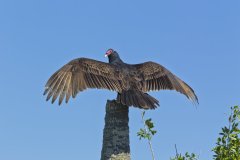 Turkey Vulture, Cathartes aura