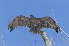 Turkey Vulture, Cathartes aura