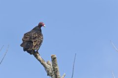 Turkey Vulture, Cathartes aura