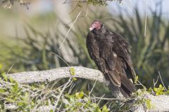 Turkey Vulture, Cathartes aura