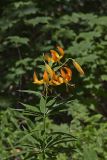 Turk's-cap Lily, Lilium superbum
