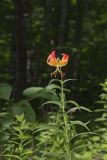 Turk's-cap Lily, Lilium superbum