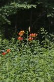 Turk's-cap Lily, Lilium superbum