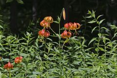 Turk's-cap Lily